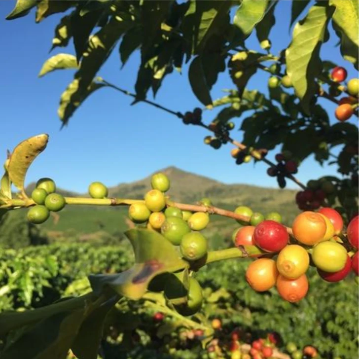 玫纳 埃塞俄比亚 浅度 水洗 咖啡豆 100g