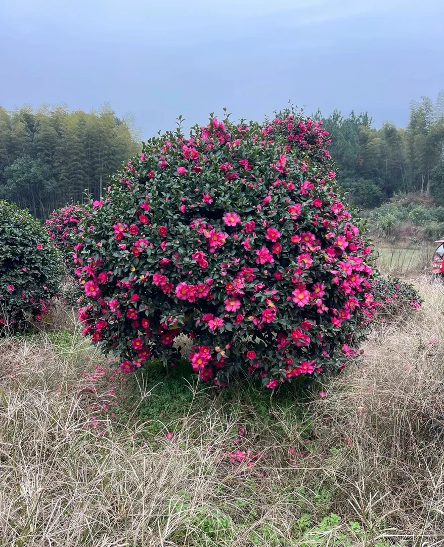 精品茶梅球棒棒糖造型