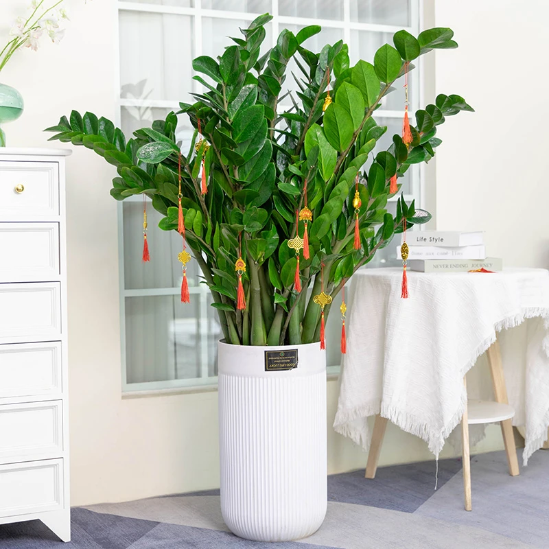 金钱树【送货上门】室内客厅摇树绿植发财树盆栽花卉植物四季好养活