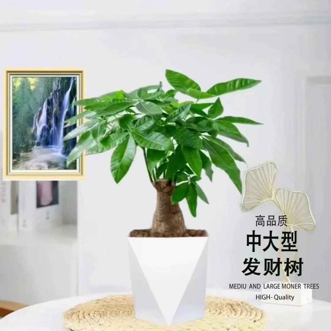 「大富大贵发财树」 五年老桩 好养易活客厅绿植40-50公分送盆