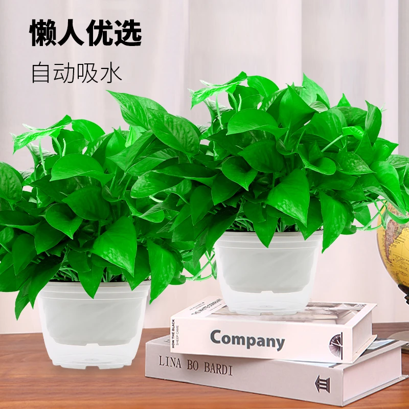 【活动中】绿萝绿植盆栽室内绿植懒人好养水培除甲醛办公室四季常青