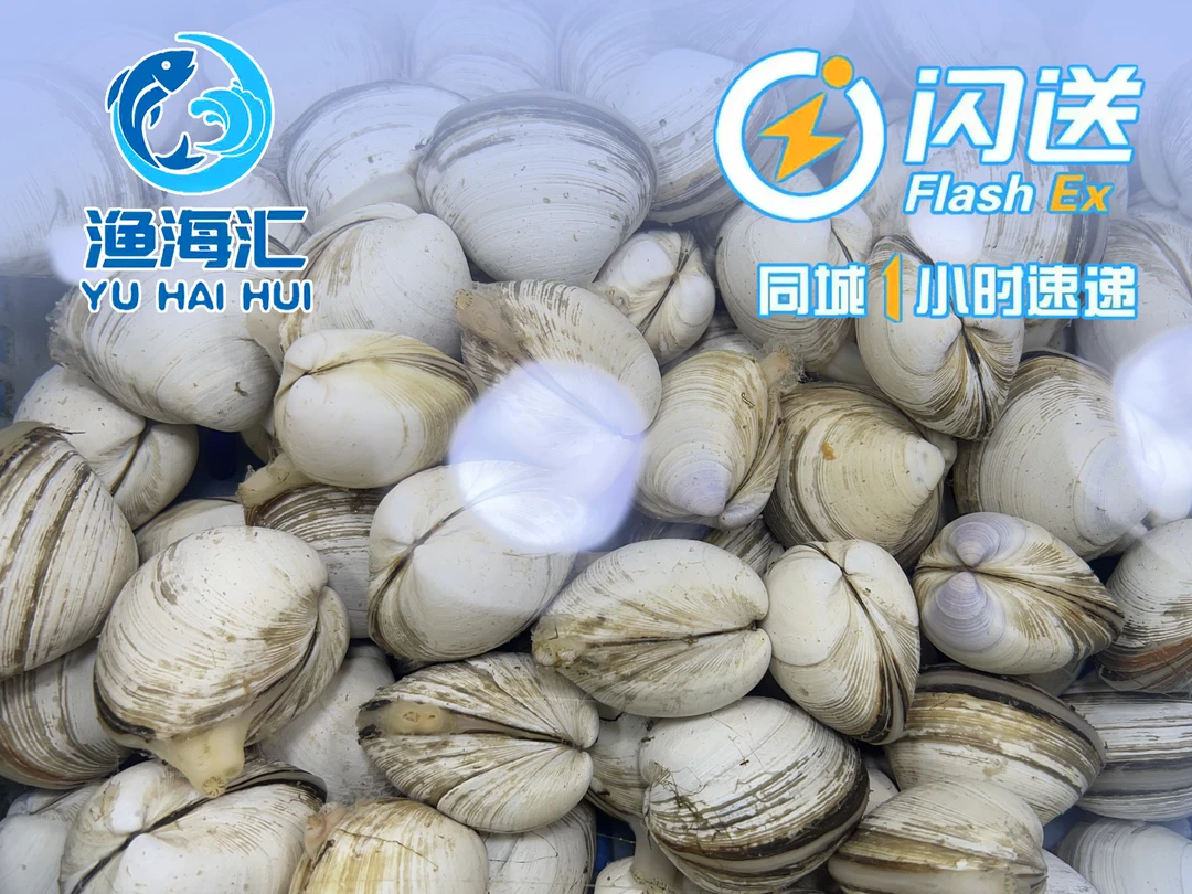 白蚬子（肥美，无沙，每斤20-30粒）