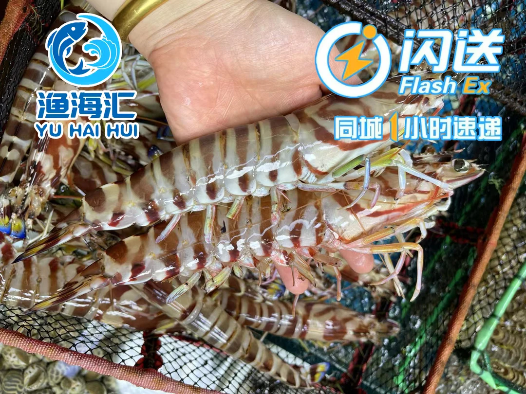海捕大花虾（5-10条每斤，保鲜不保活）