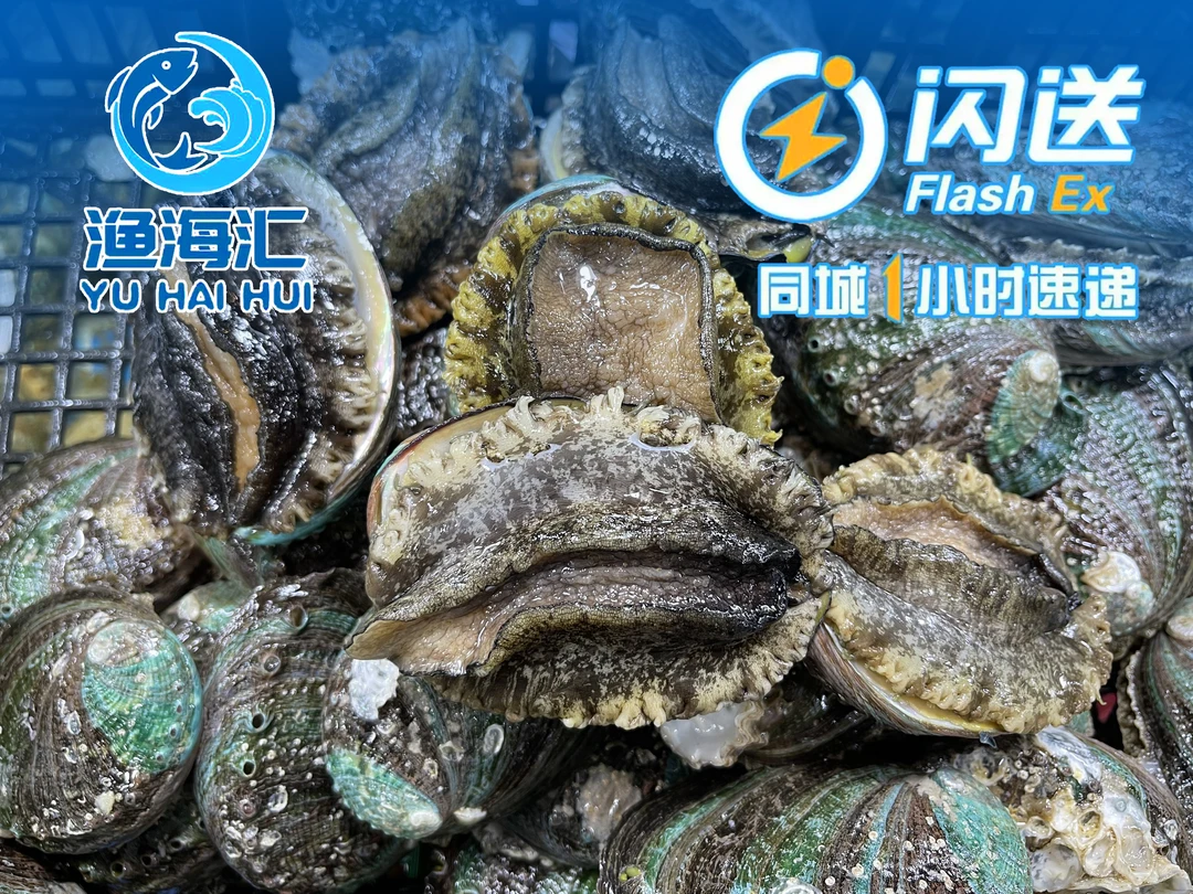 大连鲍鱼(单只不低于30克,按只销售,鲜活到家)