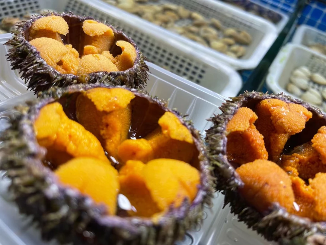 鲜活马粪胆（100-150g/每只）