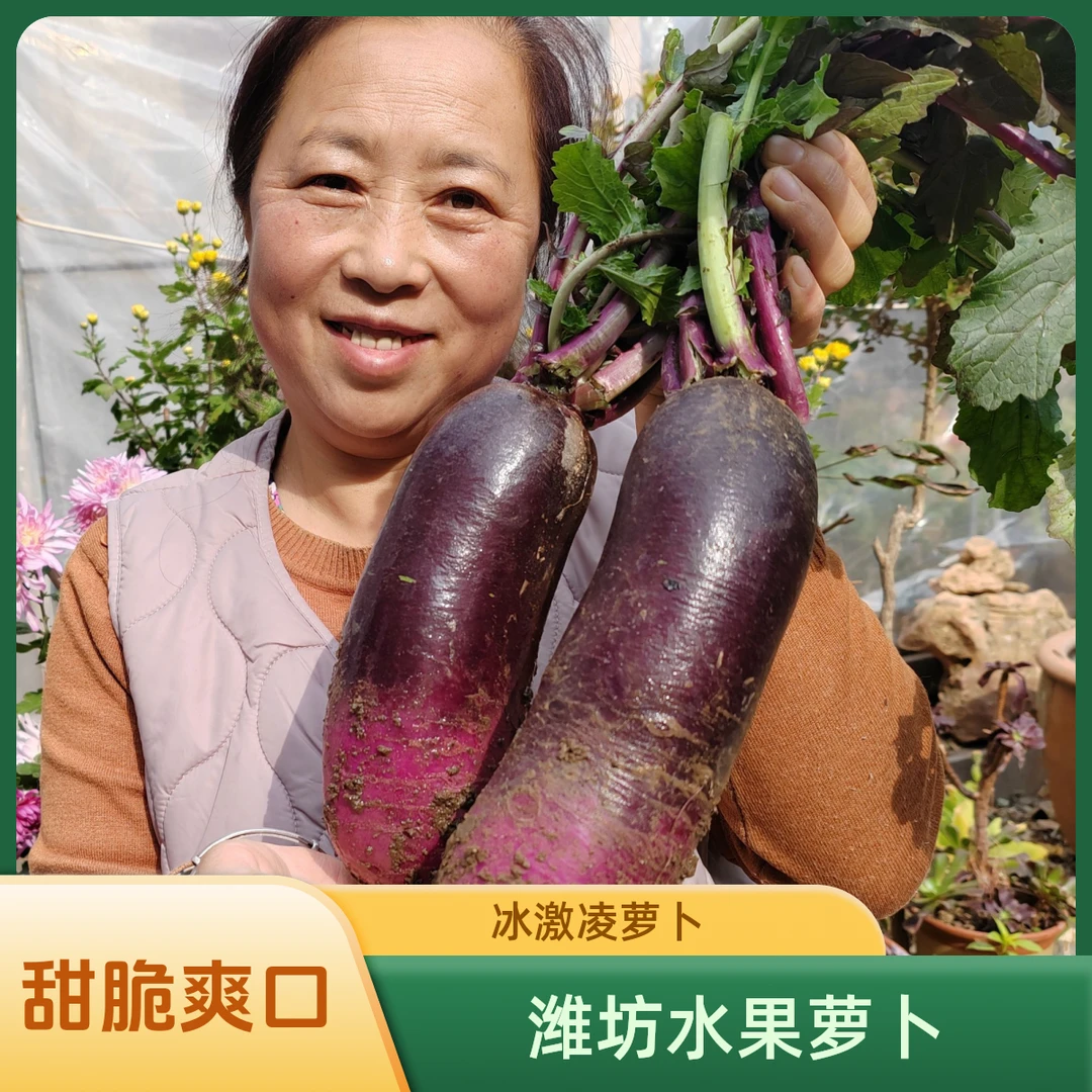 山东冰激凌萝卜潍坊紫萝卜潍县萝卜甜脆生吃新鲜蔬菜