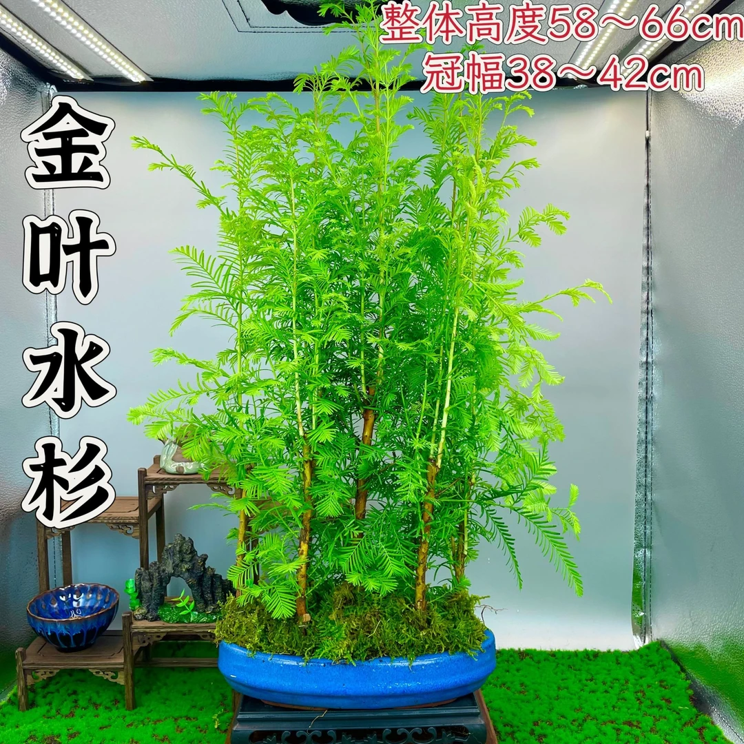 金叶水杉室内盆栽好养易活禅意盆景茶室小摆件微盆景绿植植物