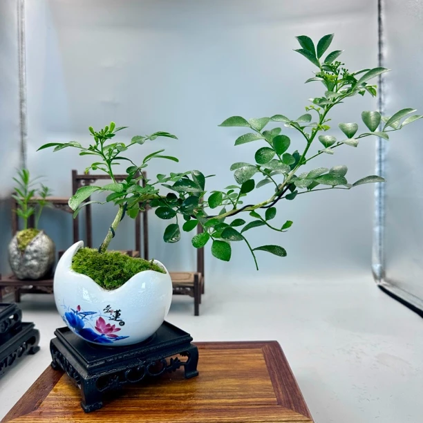 飘枝九里香室内客厅开花带花苞好养植物盆景绿植茶桌