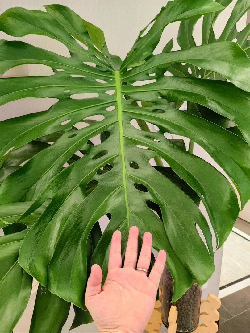 3-5片巨叶龟背竹【高90-100CM叶幅40-60CM】鲜切水培极简风净化