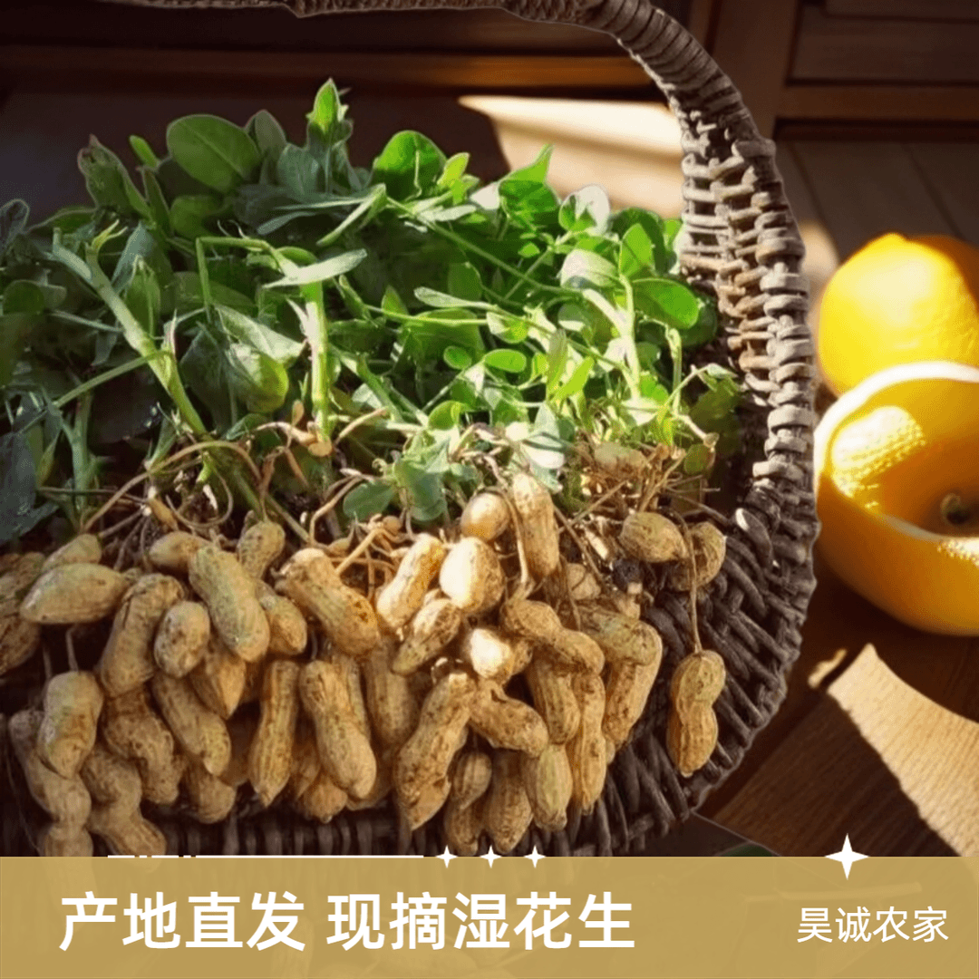 鲜花生现挖湿花生农家自种鲜花生颗粒饱满美味鲜花生3斤5斤装