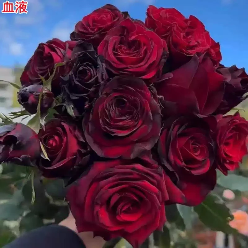 DFR117/血液新品大花浓香灌木月季阳台庭院