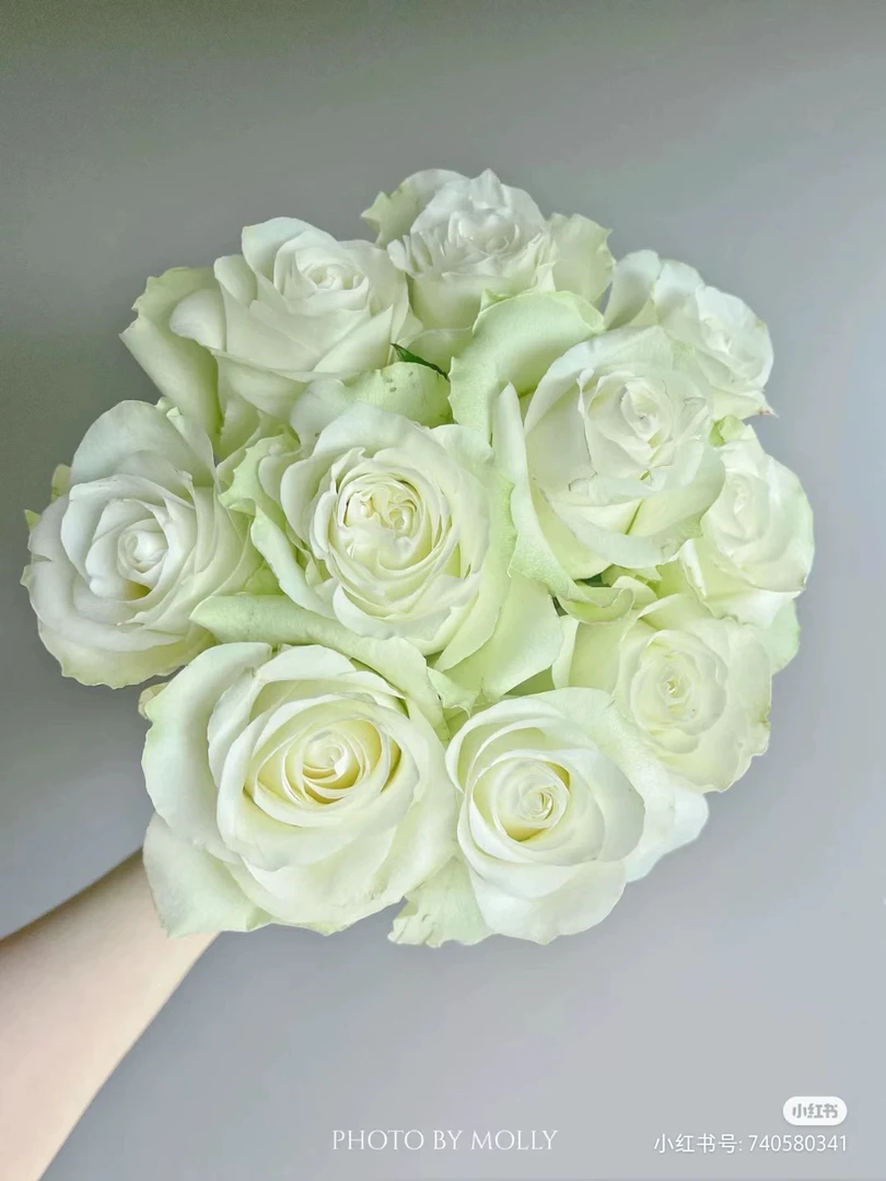 月光石  新品切花玫瑰月季花苗绿植花卉玫瑰阳台庭院盆栽