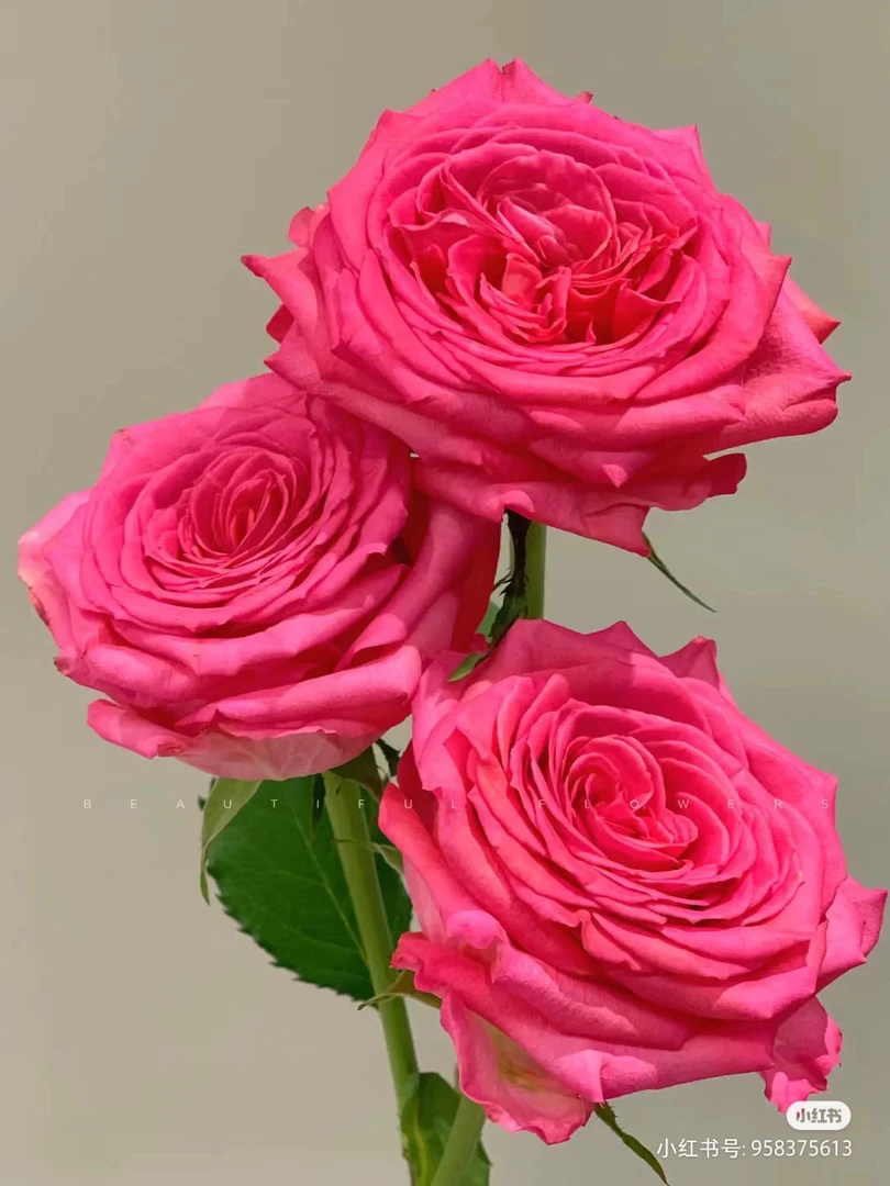 贵妇人玫瑰漂亮的西瓜红色 切花月季 月季花苗