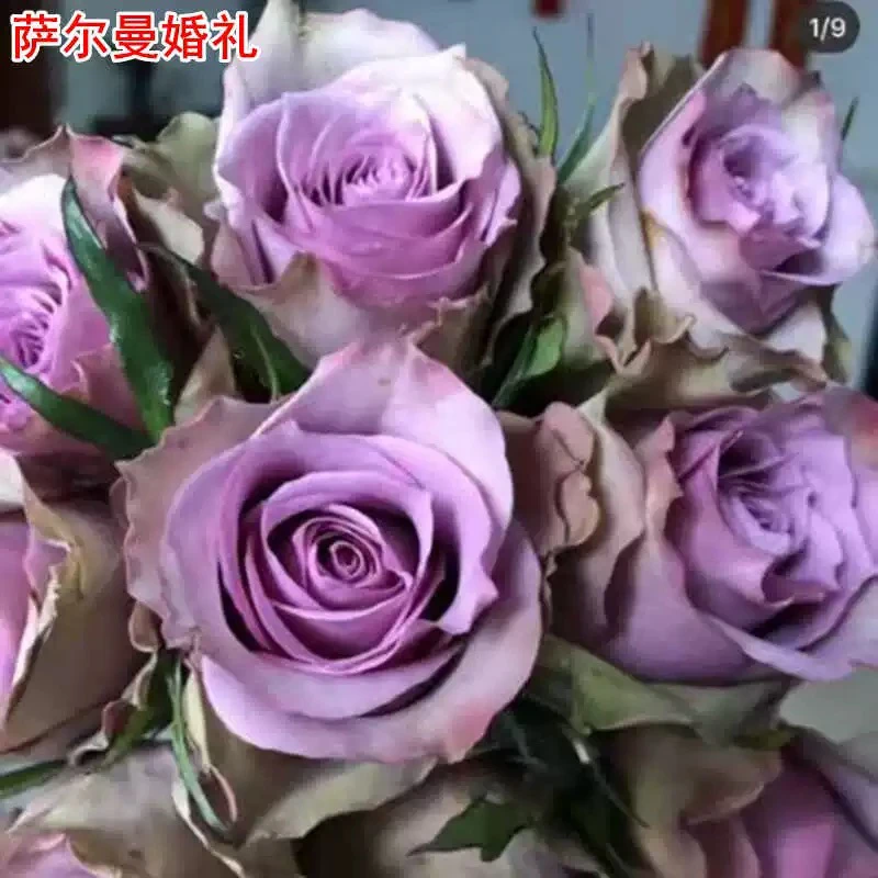 萨尔曼婚礼月季蓝紫色灌大花庭院阳台盆栽四季开花切花玫瑰