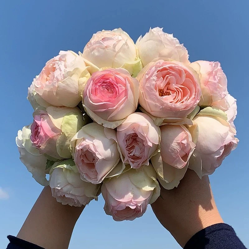 蒙娜丽莎 切花月季浓香耐热抗病花卉阳台庭院盆栽