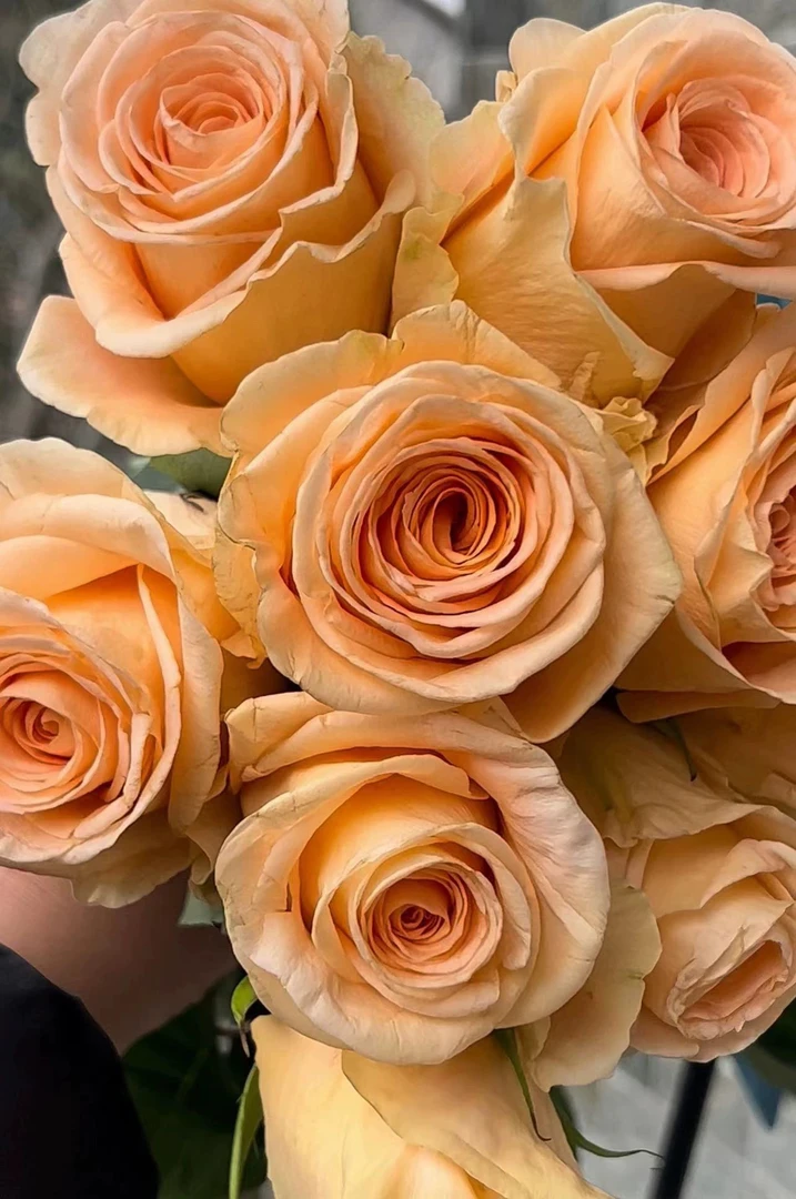 新品 桃色波 进口玫瑰大花四季开花庭院阳台盆栽切花月季花苗