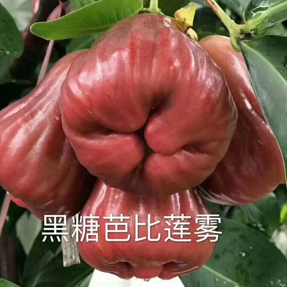 黑糖芭比连雾苗 黑金刚莲雾苗带土