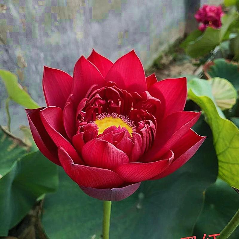 重瓣大型观赏墨红荷花种藕盆栽别墅庭院池塘鱼池花园阳台鱼缸美观