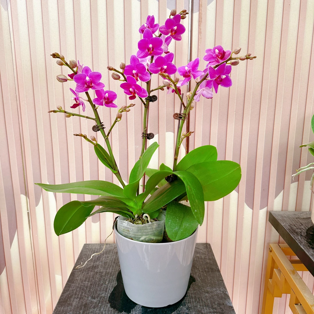 《粉红女郎》君兰阁精选 进口欧品蝴蝶兰 红色优雅花花