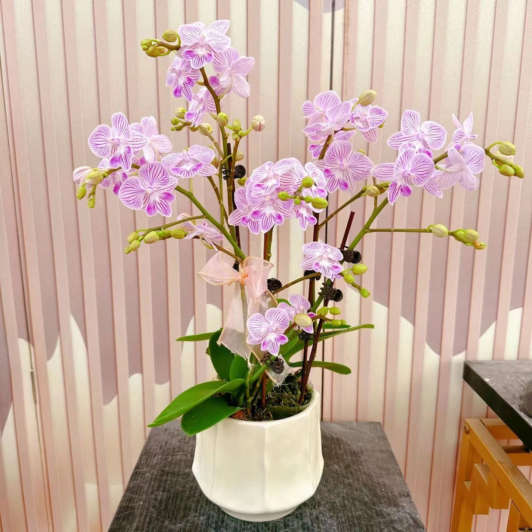 《浪漫樱花》蝴蝶兰带花苞兰花耐寒叶片碧绿带花苞兰花容易成活率选