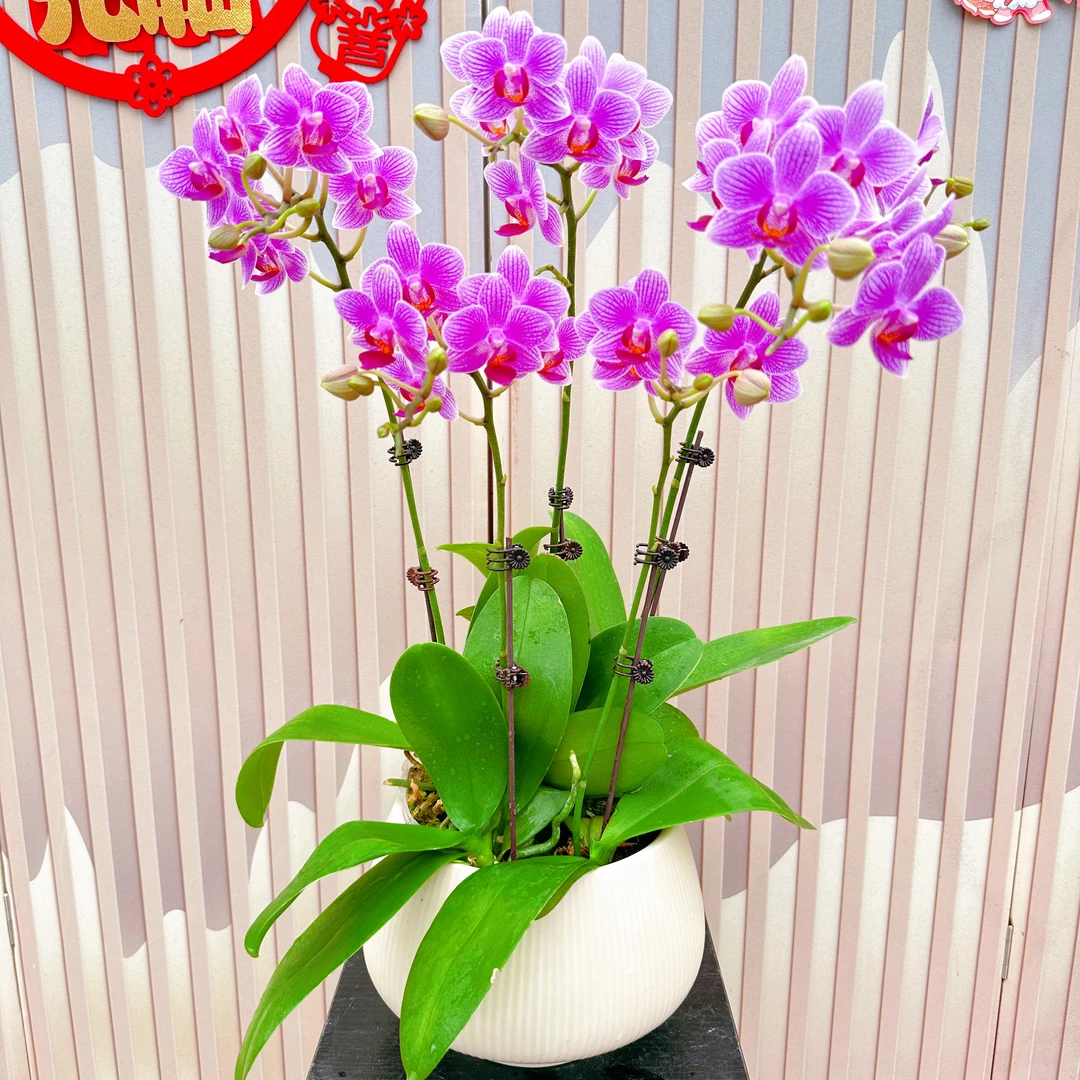 《聚宝甜心》蝴蝶兰带花苞 兰花耐寒叶片碧绿带花苞兰花 容易成活率