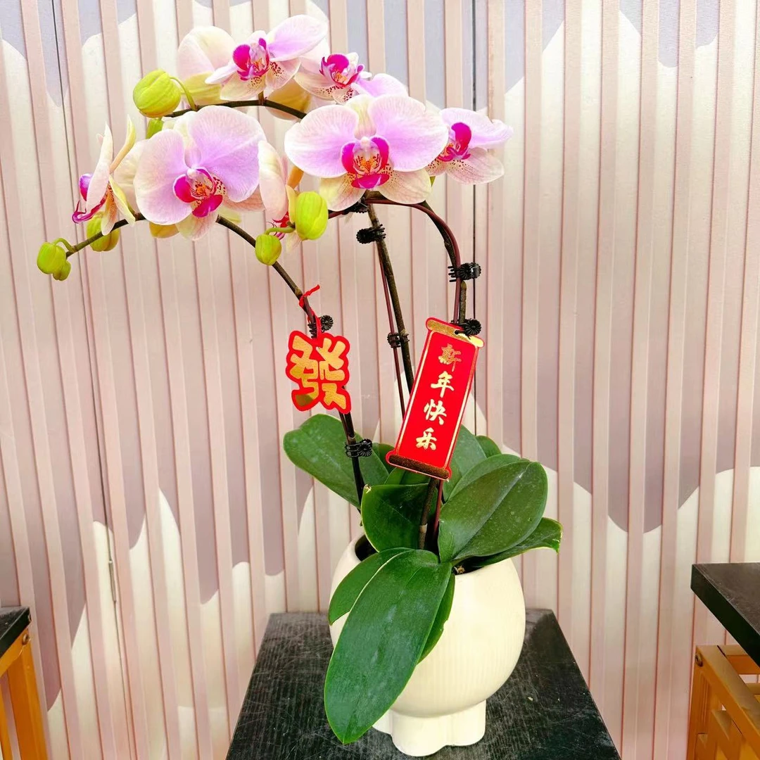 《蒙娜丽莎》选蝴蝶兰带花苞兰花耐寒叶片碧绿带花苞兰花容易成活率