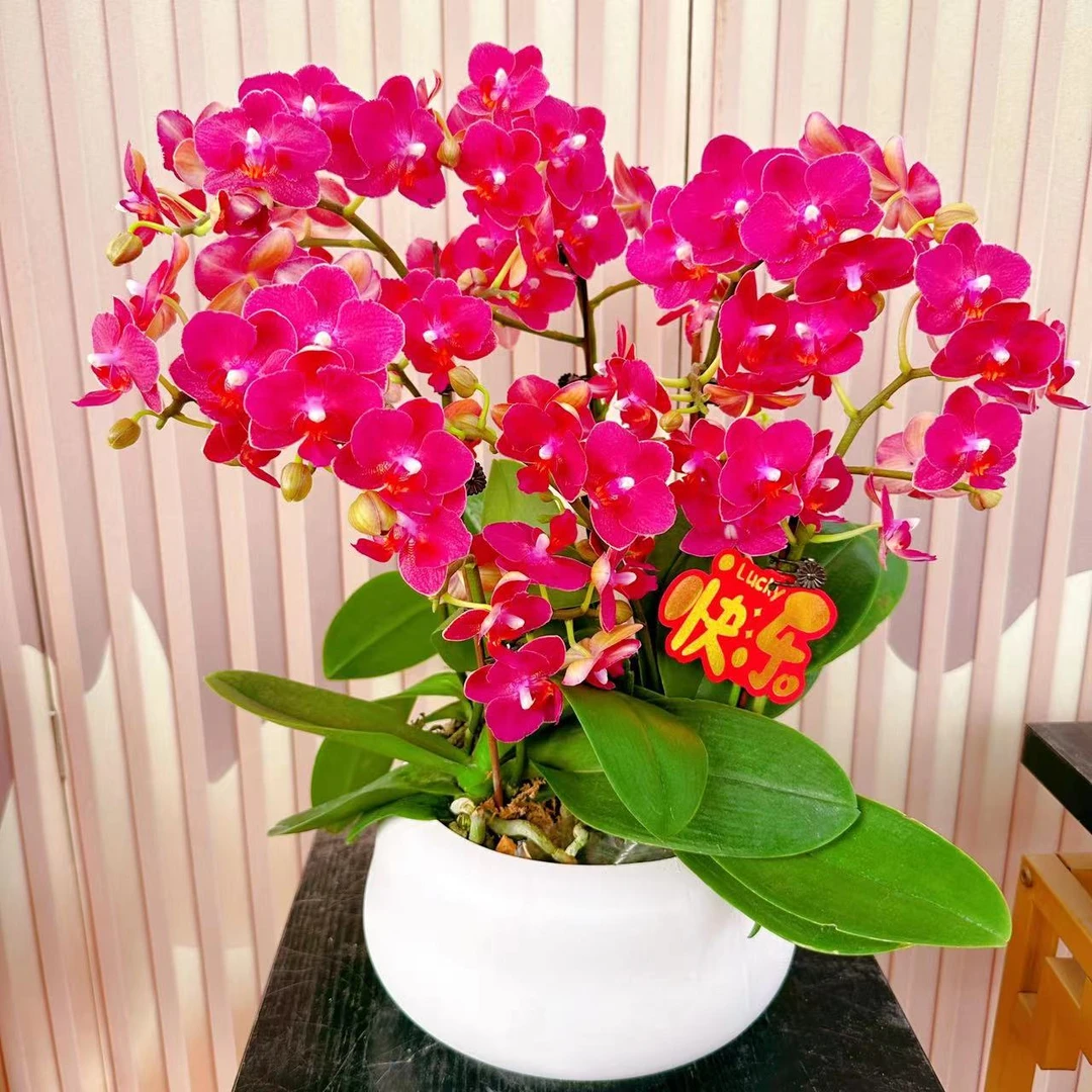《甜心公主》带花带花苞冬季优质容易娇艳冬季鲜花养护耐寒生长基地