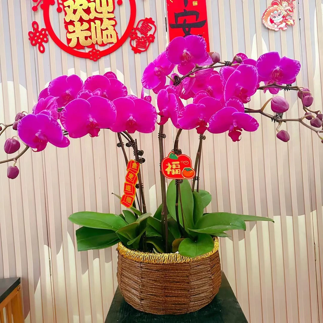 《光芒四射》选蝴蝶兰带花苞兰花耐寒叶片碧绿带花苞兰花容易成活率