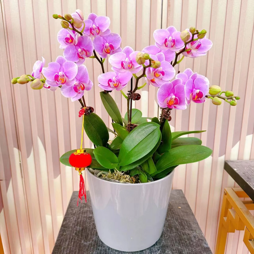 《小紫蝶》精选蝴蝶兰带花苞兰花开花发货施肥生长耐寒基地容易