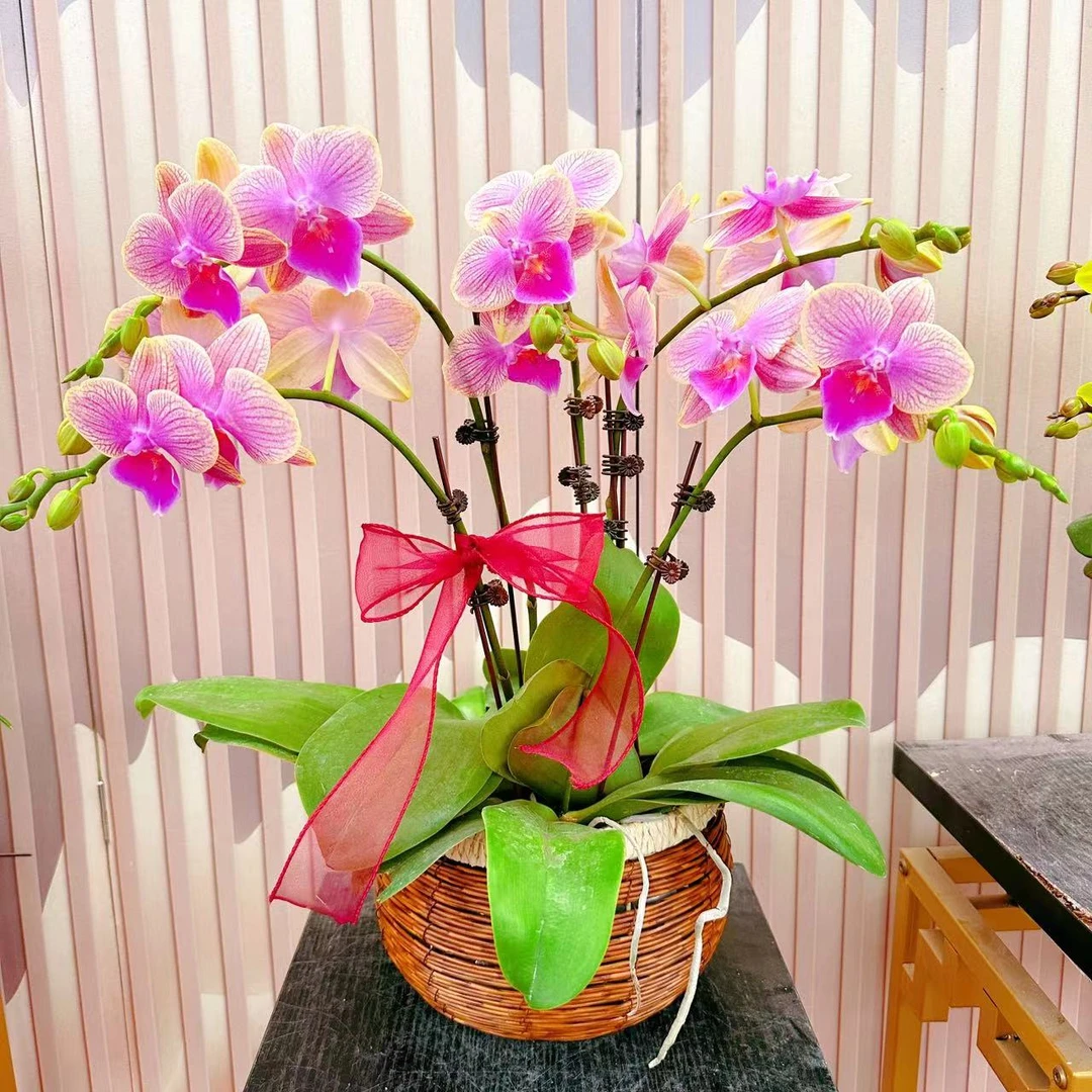 《美人鱼》精选蝴蝶兰带花苞兰花耐寒叶片碧绿带花苞兰花容易成活率