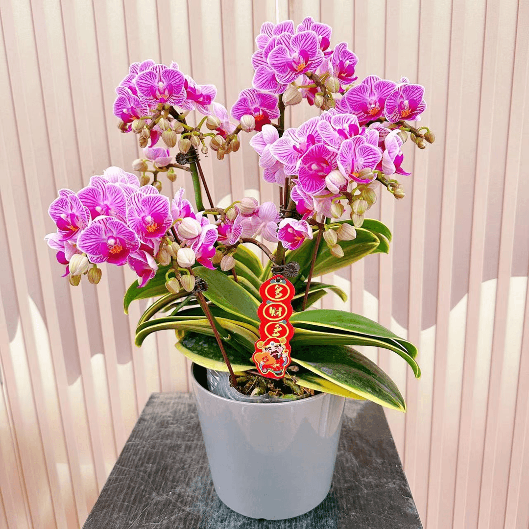 《金边小飞象》蝴蝶兰带花苞兰花耐寒叶片碧绿带花苞兰花容易成活率