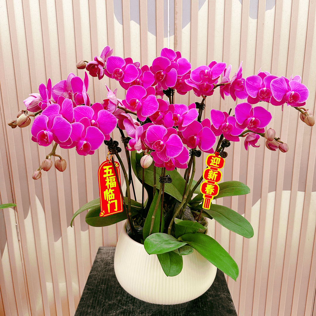 《福星》精选蝴蝶兰带花苞 兰花耐寒叶片碧绿带花苞兰花 容易成活率