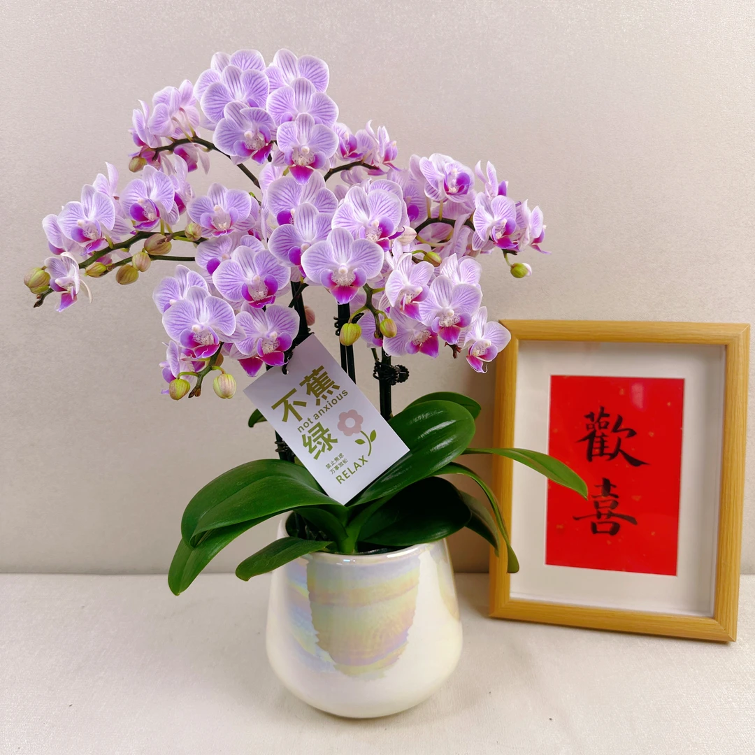 《小仙女》精选蝴蝶兰带花苞兰花耐寒叶片碧绿带花兰花容易成活率