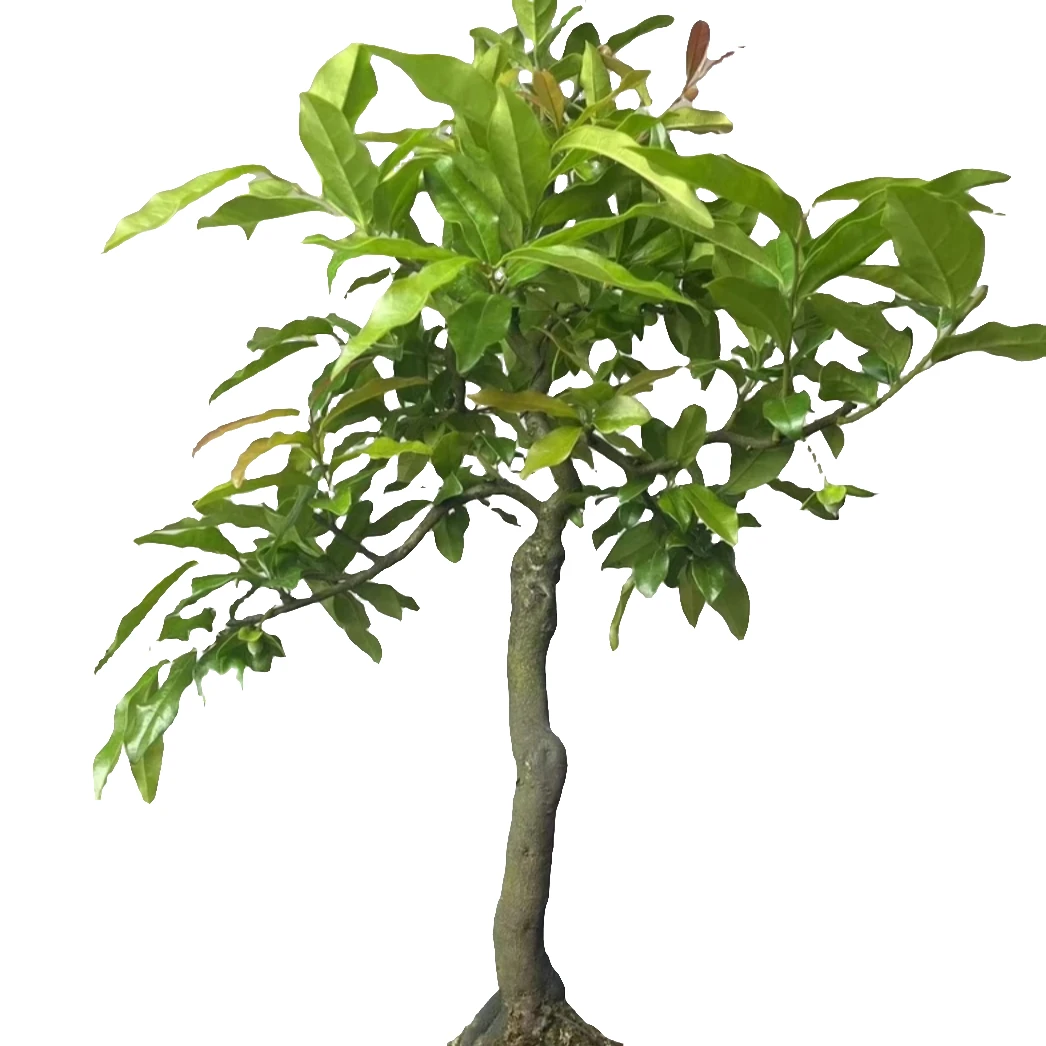 金弹子嫁接挂果阳台庭院茶台桩四季常青同款春夏秋冬高端盆景素材