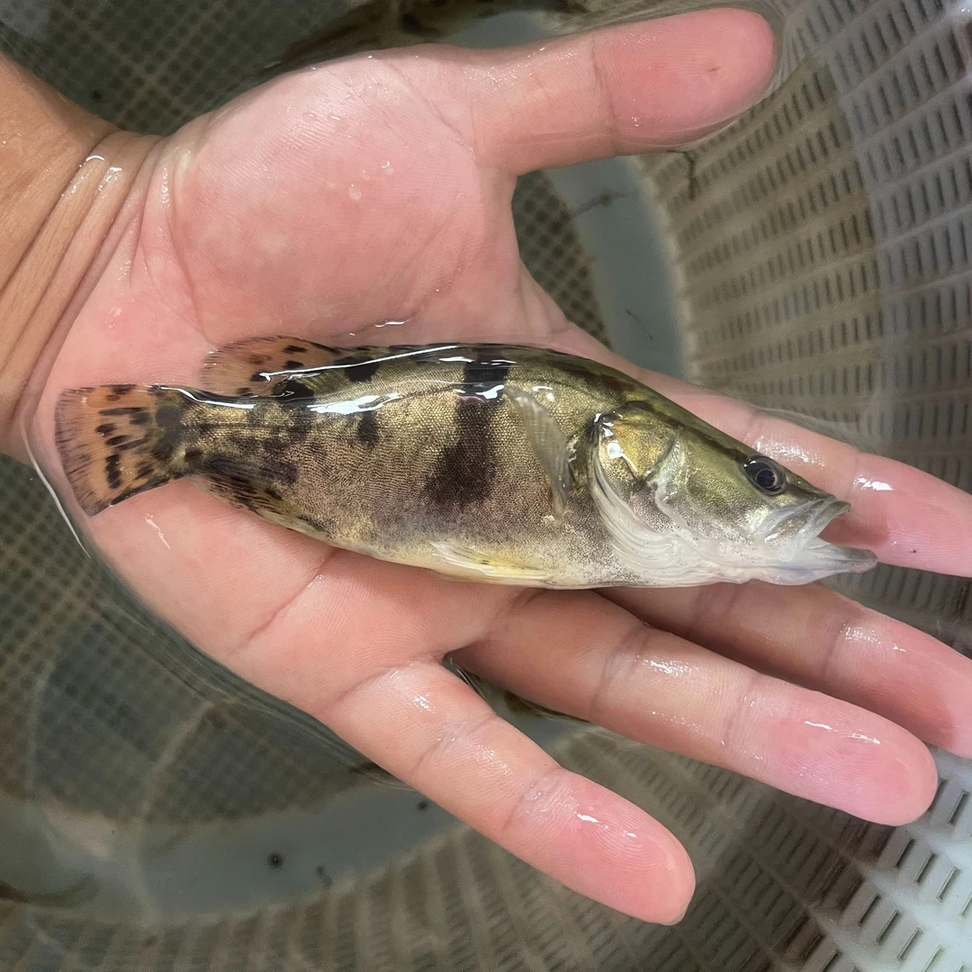 正宗鳜鱼 桂鱼 桂花鱼 大规格翘嘴鳜淡水红纹鳜水族养殖观赏鱼