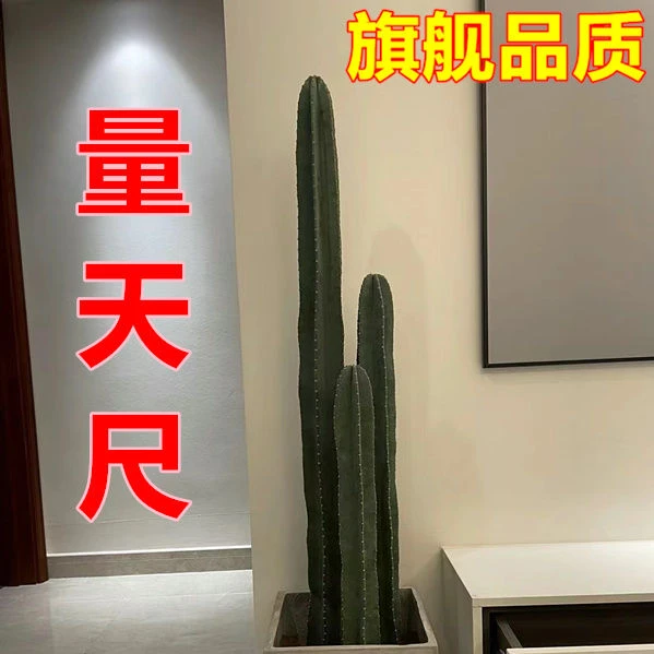 网红量天尺仙人柱室内办公室仙人掌客厅北欧风吸甲醛落地绿色植物