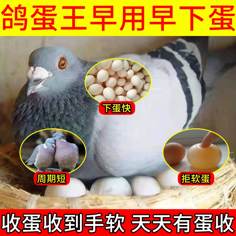 鸽子下蛋快黄芪高钙营养补充剂鸽子鹌鹑促生长鸽蛋王产蛋灵蛋多多