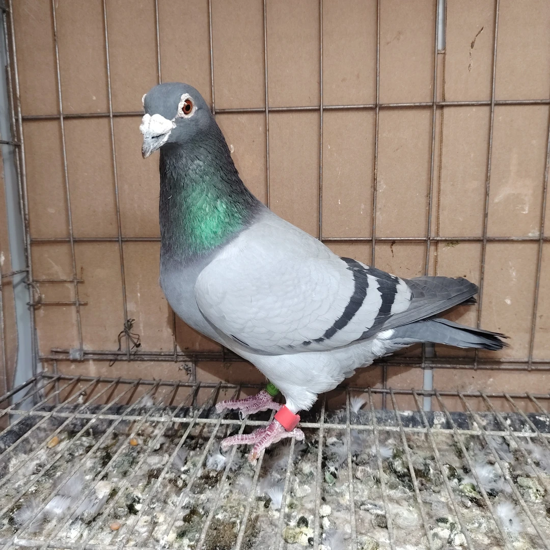 信鸽种鸽，信鸽种鸽，生鲜鸽子发货，