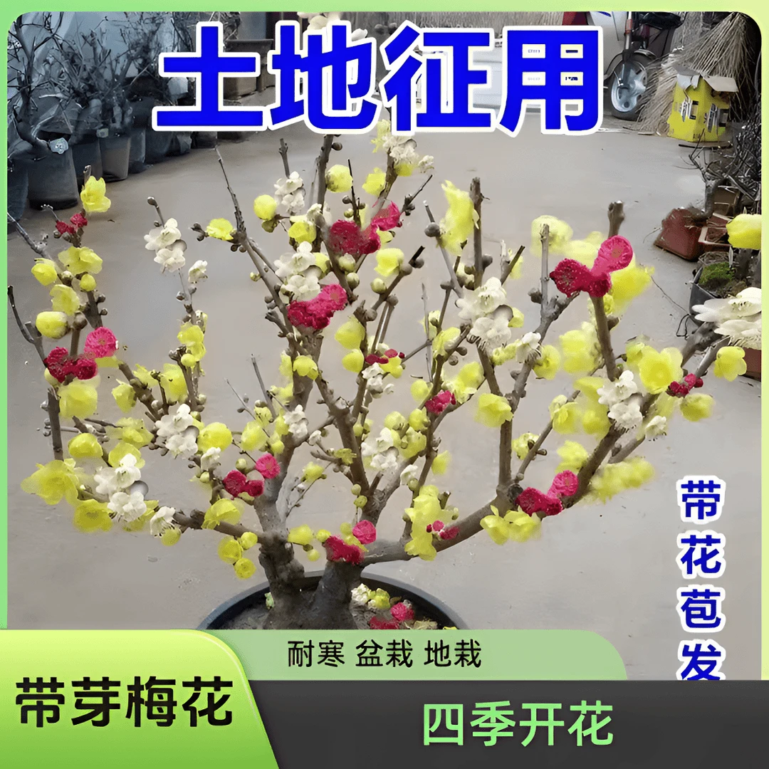 【带花苞】20天开花浓香梅花地栽树苗耐寒腊梅四季开花卉室外绿植
