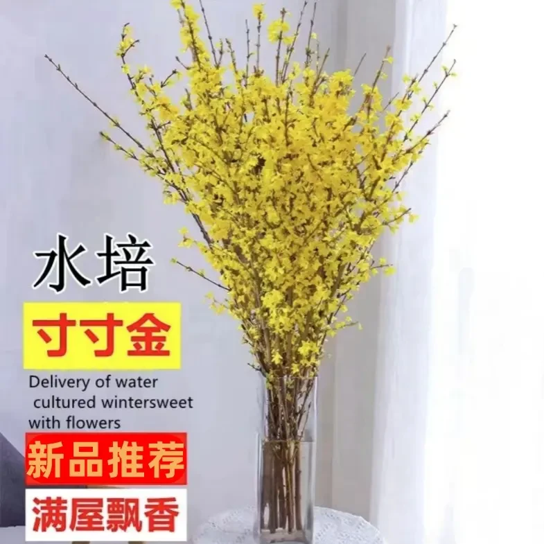 浓香好养年宵寸寸花卉耐寒花桃花枝条水培金耐寒植物鲜枝雪柳腊梅