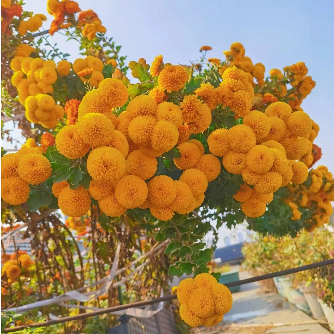 乒乓菊花种子四季种阳台庭院盆栽花卉植物花种子籽花籽室外常开花