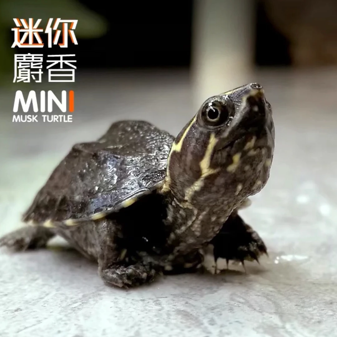【直播精选】麝香蛋龟互动呆萌观赏易养高颜值宠物小体型乌龟