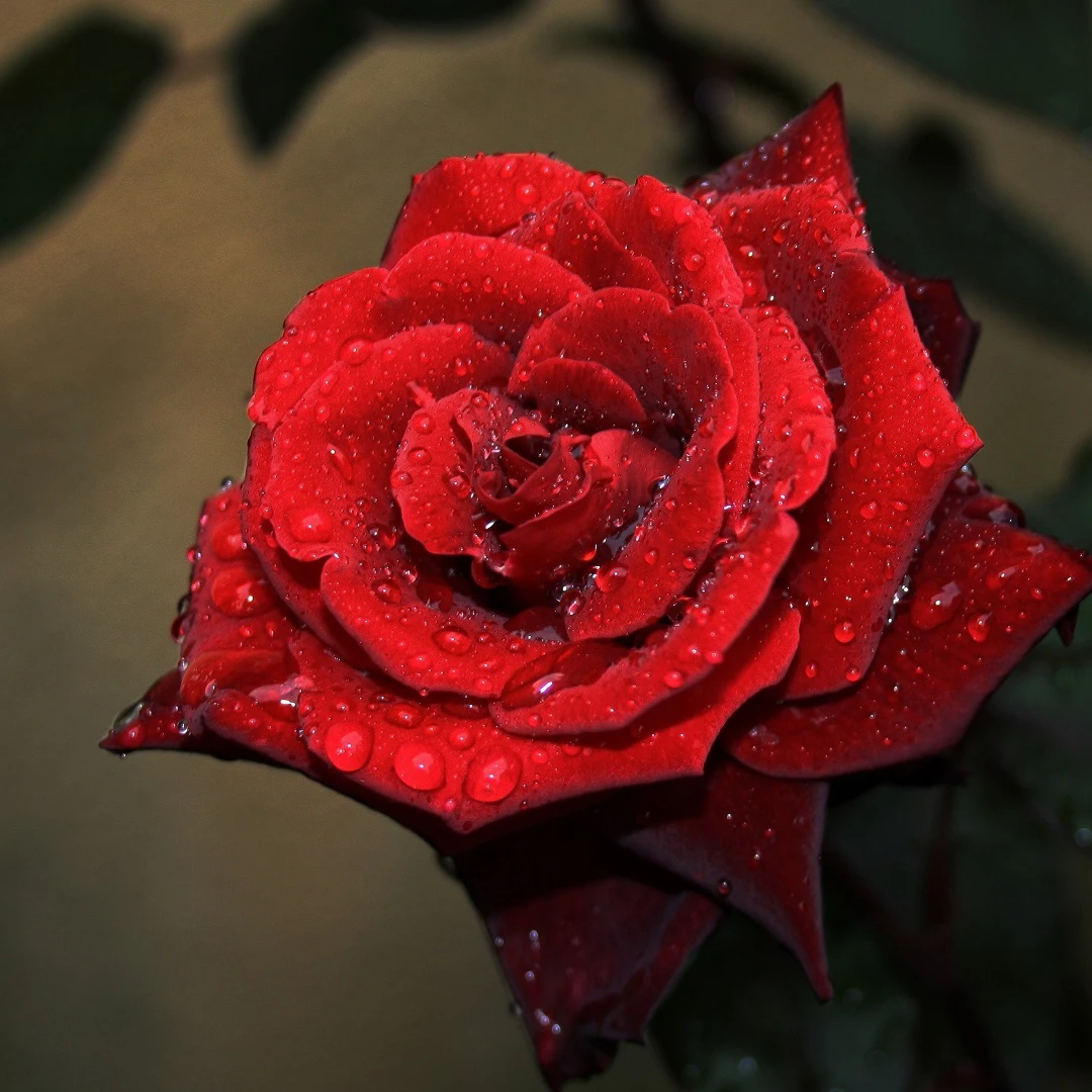 玫瑰花玫瑰花玫瑰花玫瑰花一朵包邮