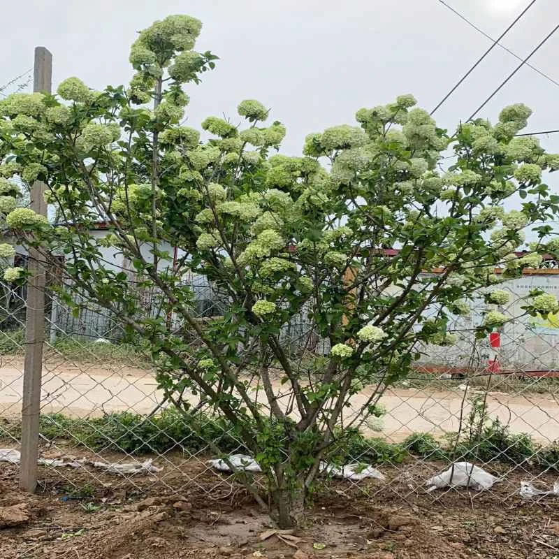 木绣球大花斗球麻球花量多花期长 耐寒耐旱木本好种植 生长快