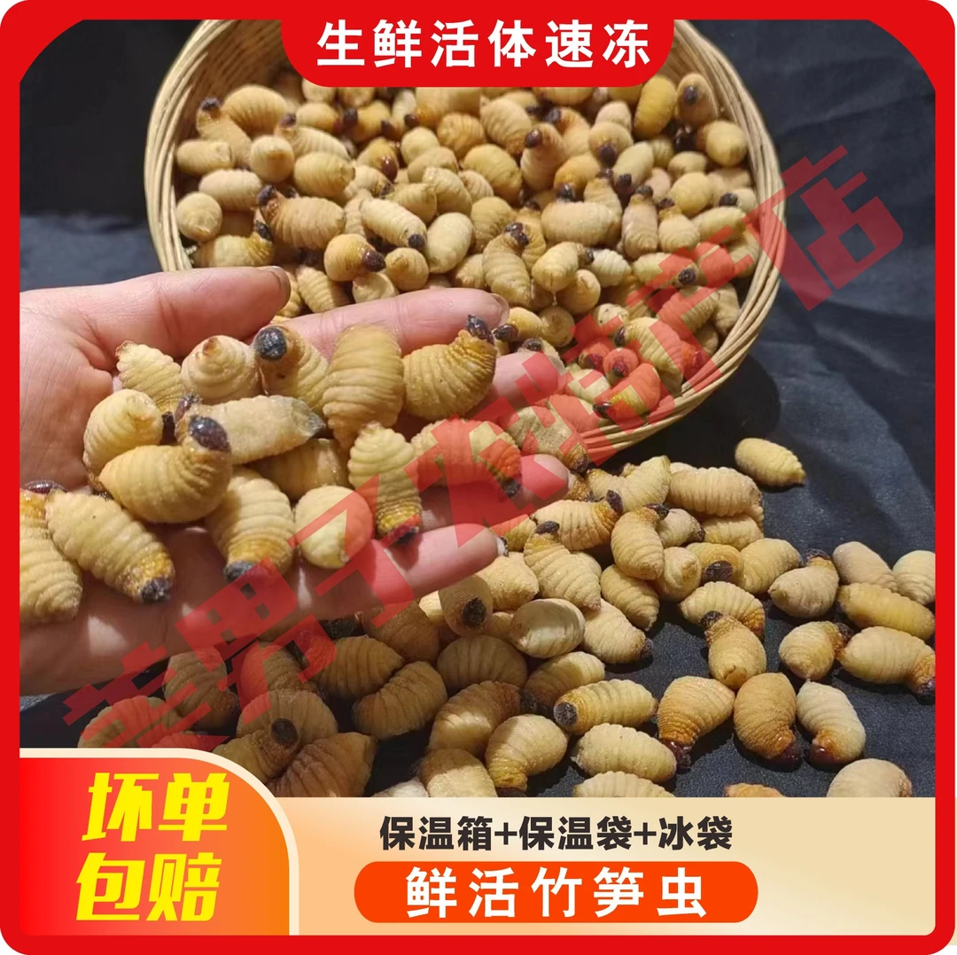 【四川直发】竹笋虫  速冻椰子虫昆虫美食油炸香酥下酒下饭高蛋白