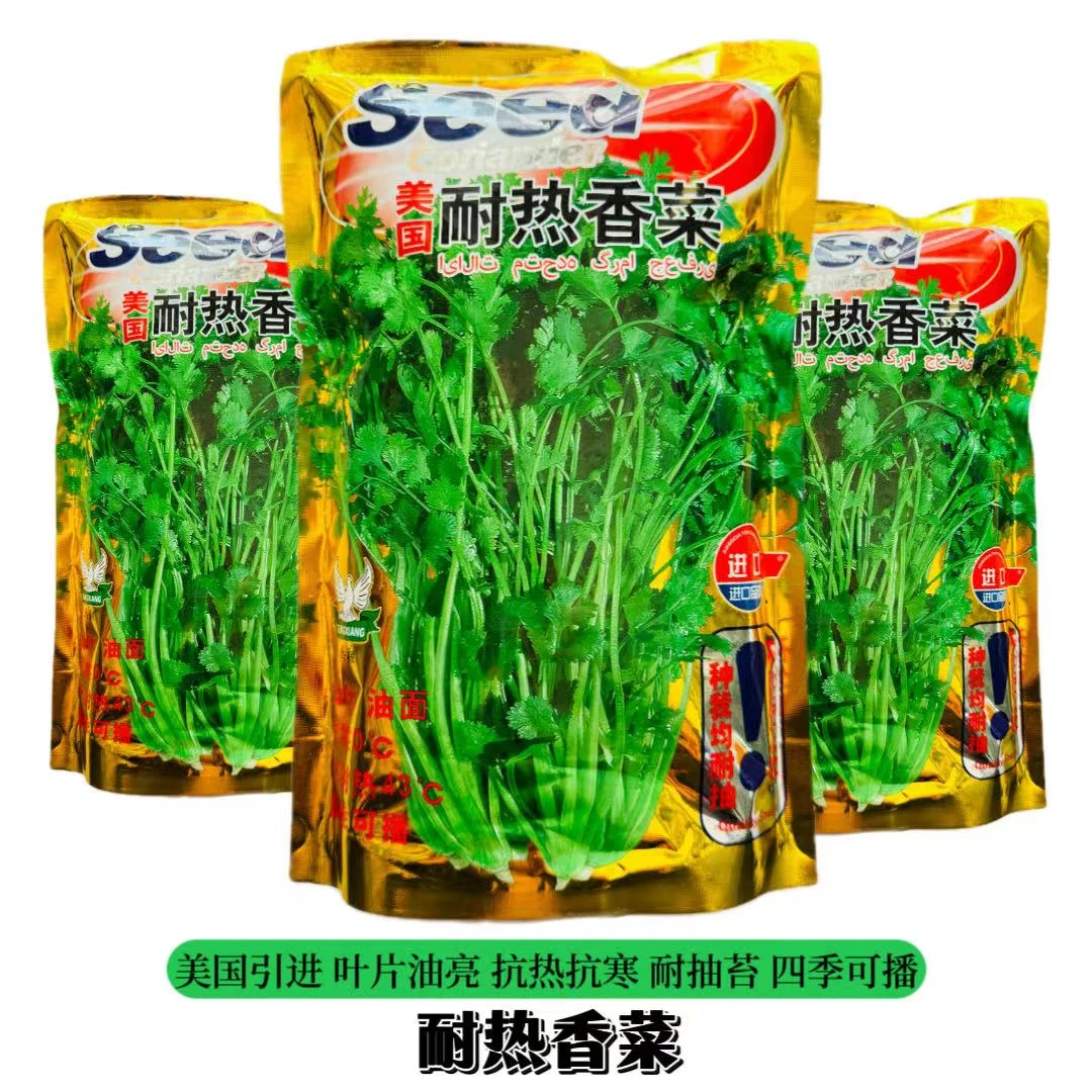 美国耐热香菜种籽大叶香菜籽耐热耐寒高产香菜种子蔬菜大田专用