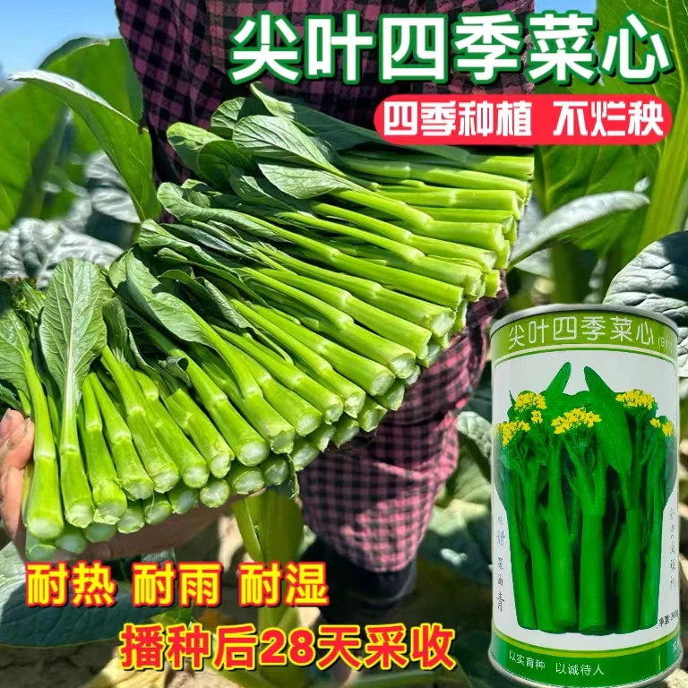 尖叶四季菜心种子味甜深油绿青色菜苔种籽抗热四季播叶尖蔬菜种籽