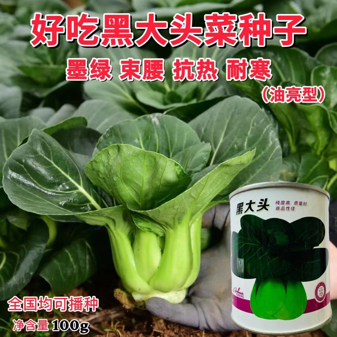 澳华黑大头黑叶青梗菜种子优质稳产耐寒耐热农家大田夏秋播种精选