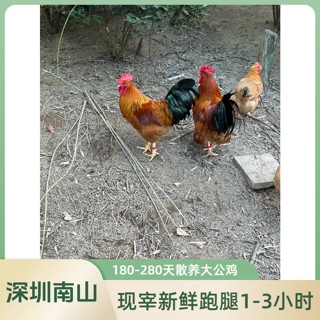 深圳南山散养玉米稻谷公鸡直播间现抓现宰新鲜跑腿全深圳1-3小时