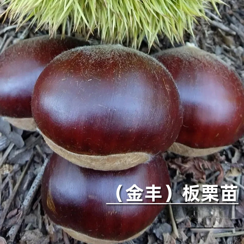 2-3年苗买一送一】嫁接金丰板栗树苗大甜香糯栗子苗北南方种植